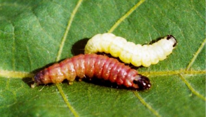 idea99bollworm.jpg