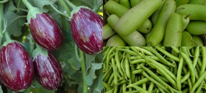 idea99brinjal,_bottle_gourd,_french_bean.jpg idea99brinjal,_bottle_gourd,_french_bean.jpg