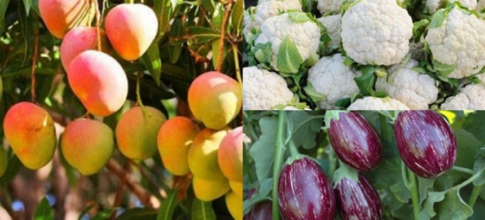 idea99brinjal,_cauliflowr,_mango14th_june_uttarkhand.jpg idea99brinjal,_cauliflowr,_mango14th_june_uttarkhand.jpg