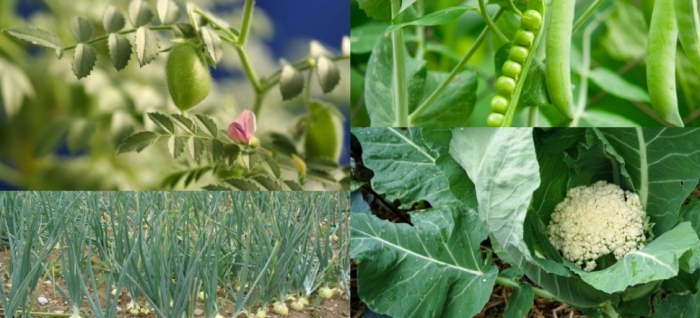 idea99caluiflower_onion_pea_and_chick_pea.jpg