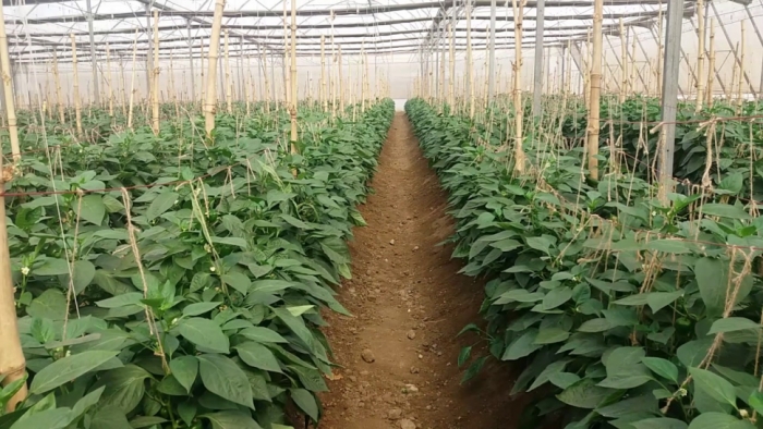 idea99capcicum_in_polyhouse.jpg