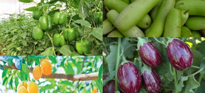 idea99capsicum.jpg