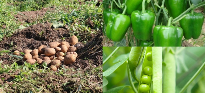idea99capsicum_peas_potato.jpg idea99capsicum_peas_potato.jpg