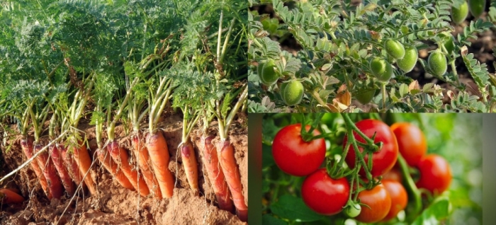 idea99carrot_gram_mustard.jpg idea99carrot_gram_mustard.jpg