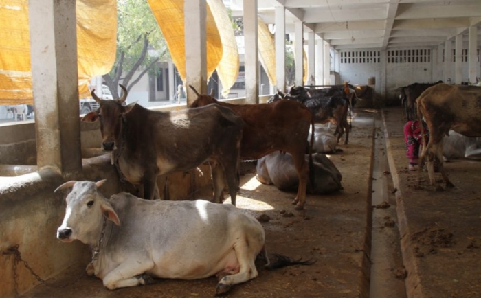 idea99cattle-ak.jpg