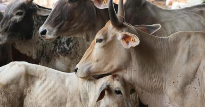 idea99cattle_in_UK.jpg