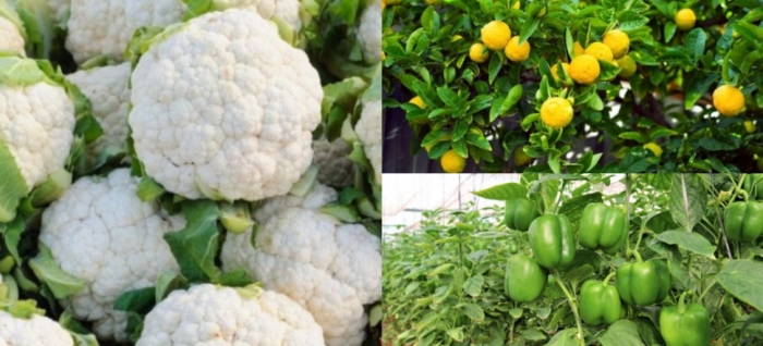 idea99cauliflower,_lemon,_capsicum_28th_aug_.jpg
