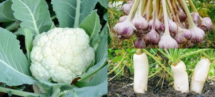 idea99cauliflower_27th_oct.jpg idea99cauliflower_27th_oct.jpg