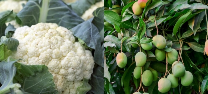 idea99cauliflower_and_mango_uttarkhand.jpg
