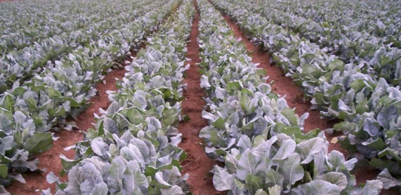 idea99cauliflower_cultivation.jpg