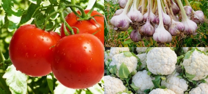 idea99cauliflower_tomato_garlic.jpg