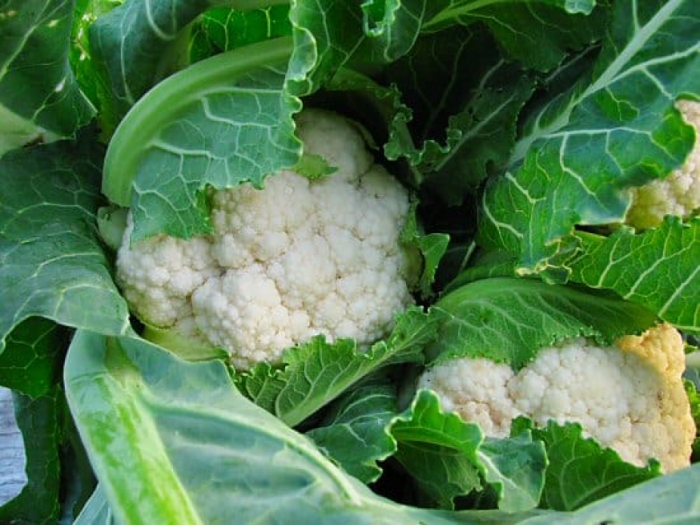 idea99cauliflower_uk.jpg