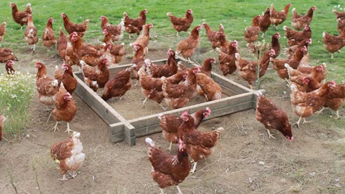 idea99chicks_for_poultry.jpg idea99chicks_for_poultry.jpg