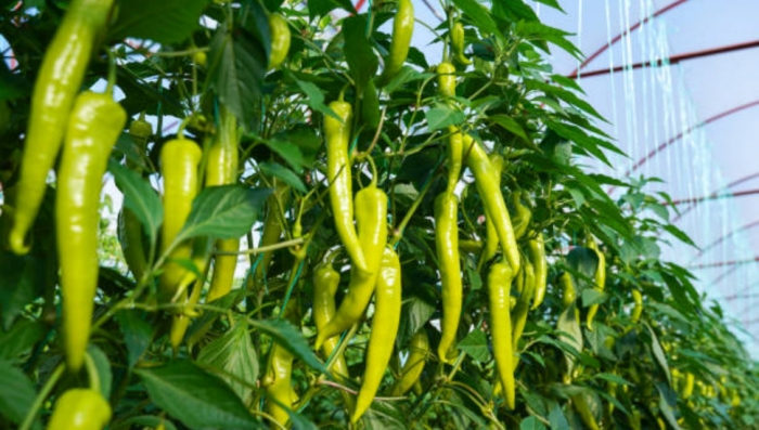 idea99chilli.jpg