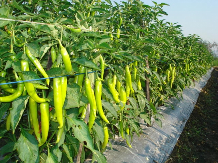 idea99chilli_crop_advisory_rajasthan.jpg