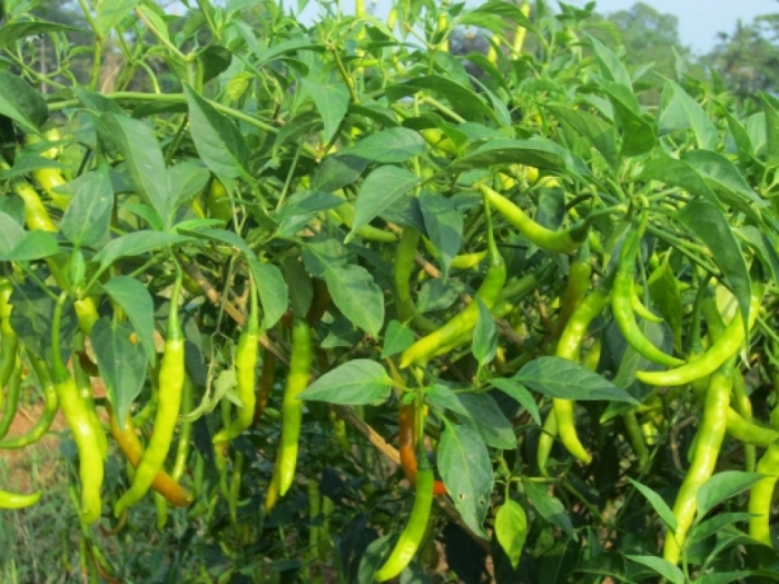 idea99chilli_disease.jpg