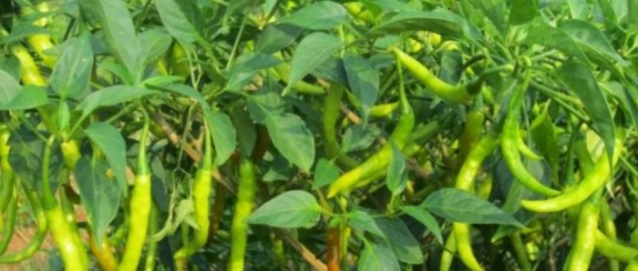 idea99chilli_nidaan_.jpg idea99chilli_nidaan_.jpg