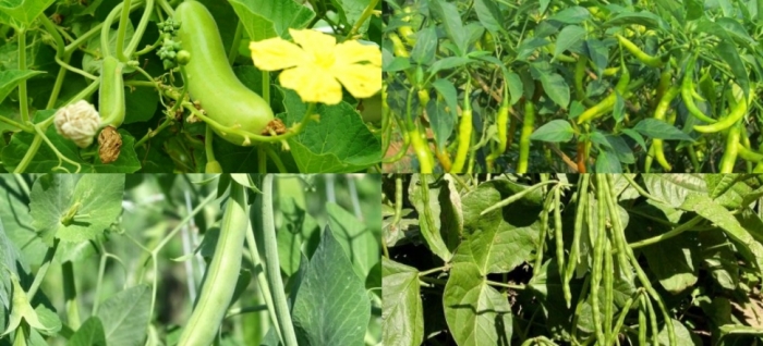 idea99chilli_uttarkhand.jpg idea99chilli_uttarkhand.jpg