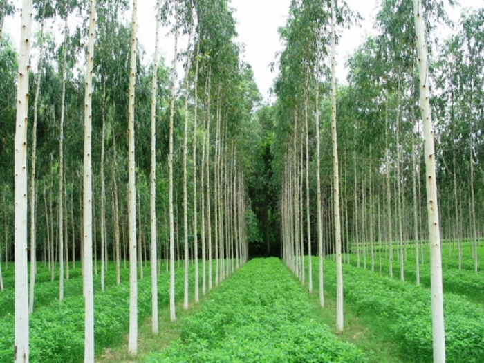 idea99clone-no-3-gupta-farm.jpg idea99clone-no-3-gupta-farm.jpg