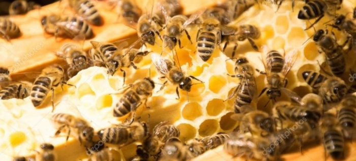 idea99collage_Apiculture.jpg idea99collage_Apiculture.jpg