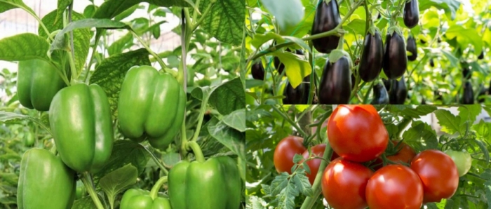 idea99collage_Capsicum_tomato_Brinjal_yoyo.jpg