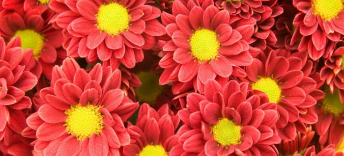 idea99collage_Chrysanthemum_changi_kheti.jpg