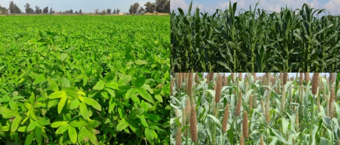idea99collage_Fooder_maize_berseem_bajra.jpg idea99collage_Fooder_maize_berseem_bajra.jpg