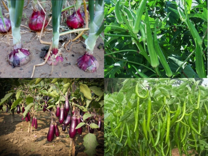 idea99collage_Okra_chilli_brinjal_onion.jpg