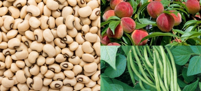 idea99collage_Peach_french_beancowpea.jpg idea99collage_Peach_french_beancowpea.jpg