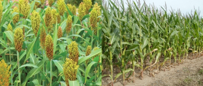 idea99collage_Sorghum_Maize_sham_sham.jpg