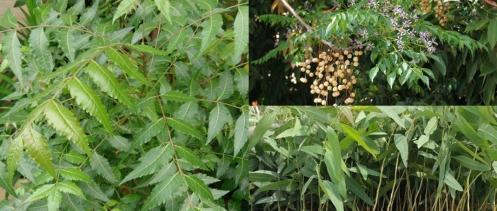 idea99collage_agro_forestry.jpg