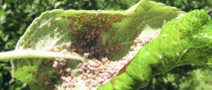 idea99collage_aphids_dheyete.jpg