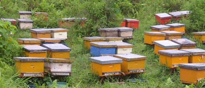 idea99collage_apiculture.jpg