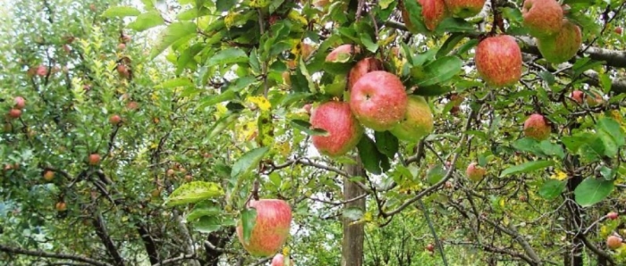 idea99collage_apple_74185cdwwef.jpg idea99collage_apple_74185cdwwef.jpg