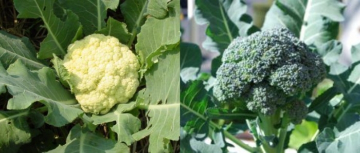 idea99collage_broccoli_cauliflowre.jpg idea99collage_broccoli_cauliflowre.jpg