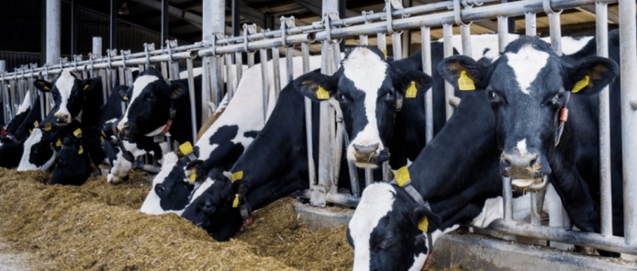 idea99collage_cattle_farm_drt.jpg