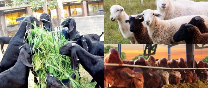 idea99collage_cattle_goat_sheep_jdgfdug.jpg