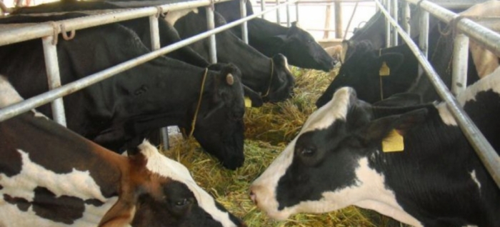 idea99collage_cattle_summer.jpg idea99collage_cattle_summer.jpg