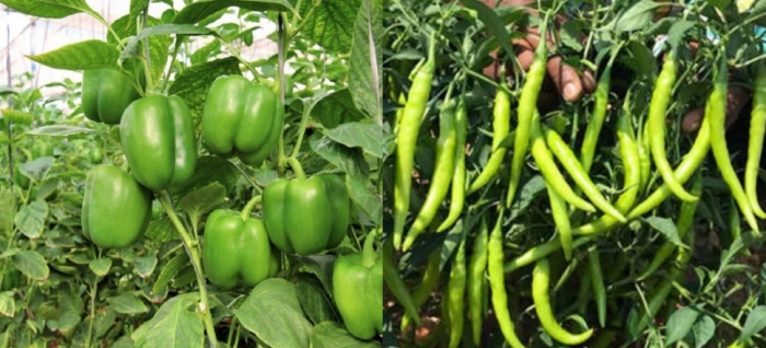 idea99collage_chili_capsisum.jpg