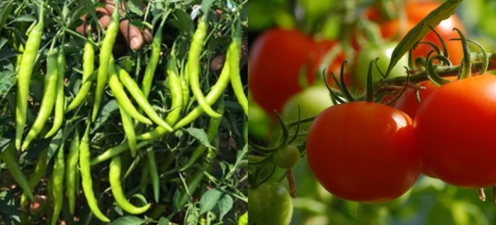 idea99collage_chilli_tomato.jpg