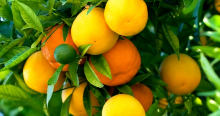 idea99collage_citrus.jpg idea99collage_citrus.jpg