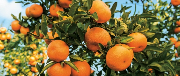 idea99collage_citrus_veg..jpg idea99collage_citrus_veg..jpg
