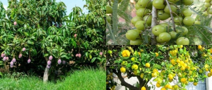 idea99collage_collage_mangi_citrus.jpg