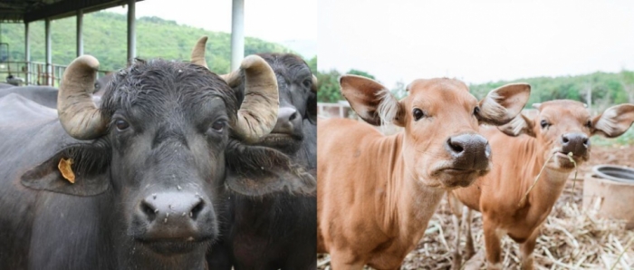 idea99collage_cow_buffalo_hetryufte.jpg idea99collage_cow_buffalo_hetryufte.jpg
