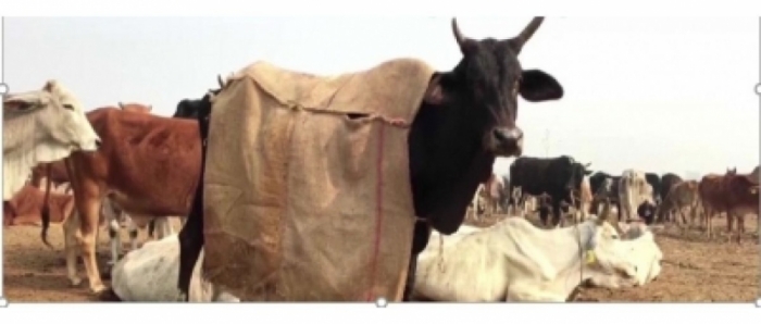 idea99collage_cow_gunny_bags.jpg