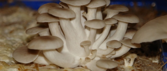 idea99collage_dhingri_mushroom_dhgdf.jpg