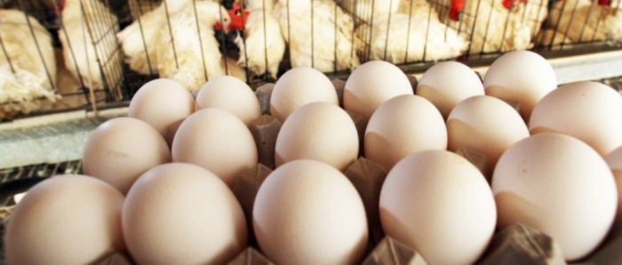 idea99collage_egg_hen.jpg idea99collage_egg_hen.jpg