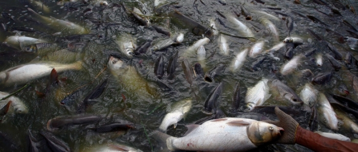 idea99collage_fish_farming_fjdjgftutsjfh.jpg