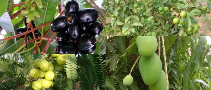idea99collage_fruit_advisory.jpg