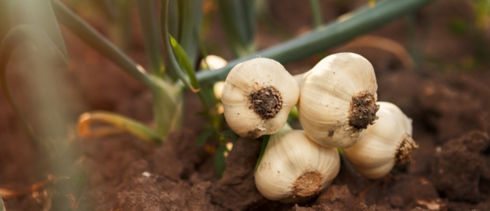 idea99collage_garlic_kkjdf.jpg idea99collage_garlic_kkjdf.jpg